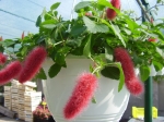 Acalypha-kočičí ocásek