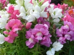 Antirrhinum - hledík