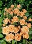 Apricot Clementine