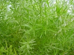 Asparagus-chřest
