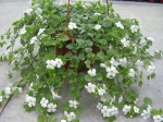 Bacopa - sutera