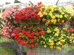 Begonia převislá