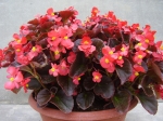 Begonia semperflorens - ledovka