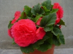Begonia tuberhybrida - hlíznatá begonie