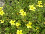 Bidens - dvojzubec