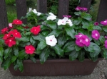 Catharanthus-barvínkovec