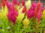 Celosia - nevadlec