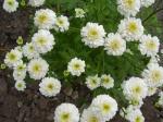 Chrysanthemum-řimbaba