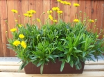 Coreopsis - krásnoočko
