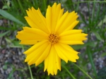 Coreopsis - krásnoočko