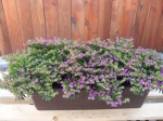 Cuphea hyssipifolia-Japonská myrta