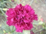 Dianthus - hvozdík
