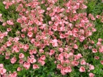 Diascia - ostruhatka