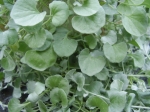 Dichondra-stříbrný vodopád