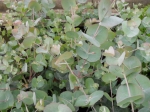 Eucalypthus