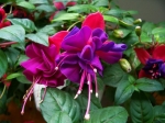 Fuchsia
