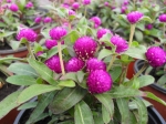 GOMPHRENA GLOBOSA novinka 2010