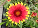 Gaillardia-kokarda