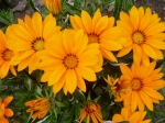 Gazania