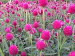 Gomphrena globosa - pestrovka kulovitá