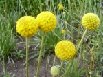 Graspedia globosa