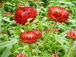 Helichrysum bracteatum-slaměnka