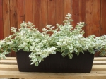 Helichrysum petiolare
