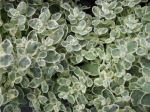 Helichrysum petiolare