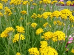 Helipterum humboldianum
