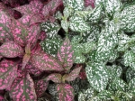 Hypoestes