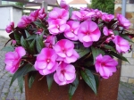 Impatiens - New Guinea