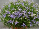 Isotoma