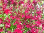 Lobelia speciosa