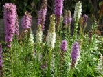 Liatris - šuškarda