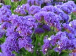 Limonium - statice