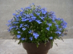 Lobelia - nepřevislá