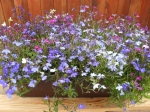 Lobelia převislá