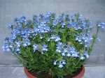 Lobelia valida