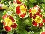 Mimulus-opičí květina