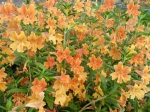 Mimulus-kejklířka