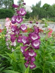 Penstemon hartwegii