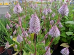 PTILOTUS EXALTATUS novinka 2010