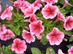 Petunia drobnokvětá