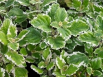 Plecranthus-molice