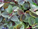 Plecranthus tmavolistý