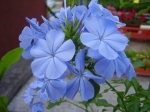 Plumbago - olověnec