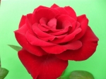 Red Nostalgie