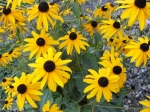 Rudbeckia - třapatka