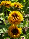 Rudbeckia plnokvětá