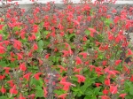 Salvia coccinea-šalvěj šarlatová
